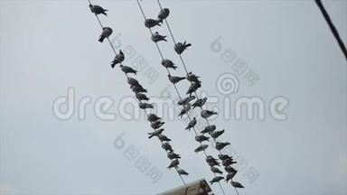 一群鸽子坐在电线上，电线上，尼泊尔，加德满都